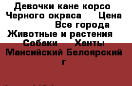 Девочки кане корсо. Черного окраса.  › Цена ­ 65 000 - Все города Животные и растения » Собаки   . Ханты-Мансийский,Белоярский г.